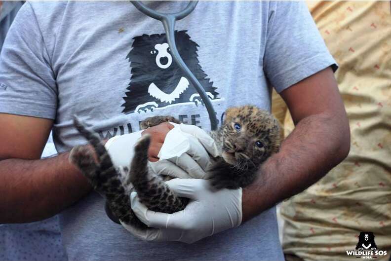 Baby leopard found in sugar cane field in India