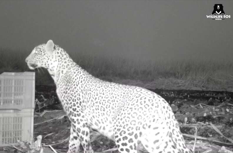 Mom leopard reuniting with her cubs in India