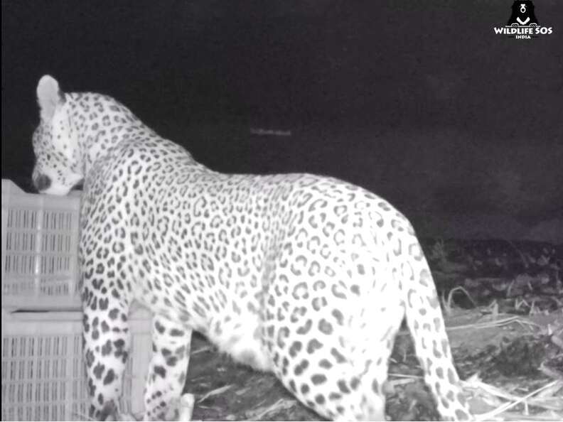 Mom leopard reuniting with her cubs in India