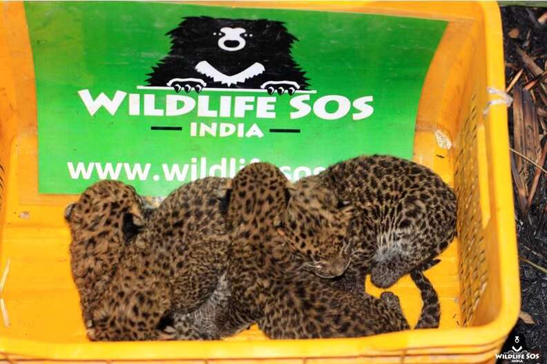 Baby leopards found in sugar cane field in India