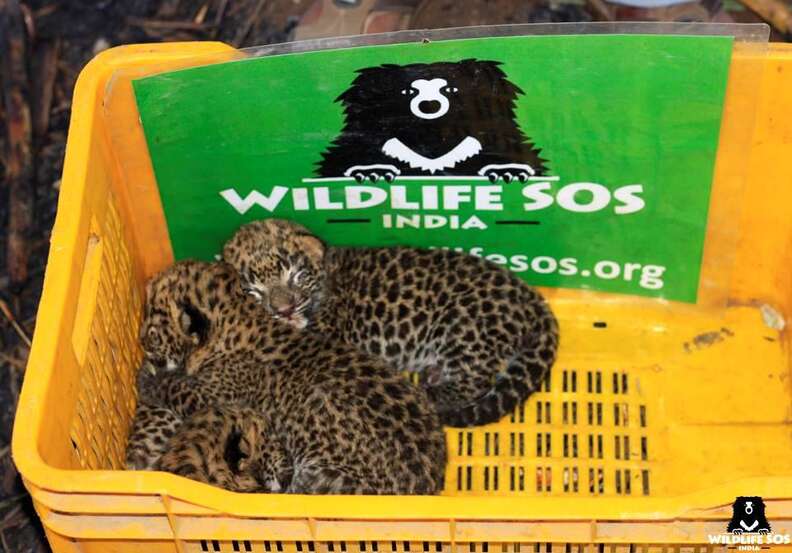 Baby leopards saved in India