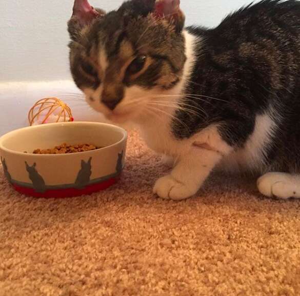 cat rescued from snowy streets