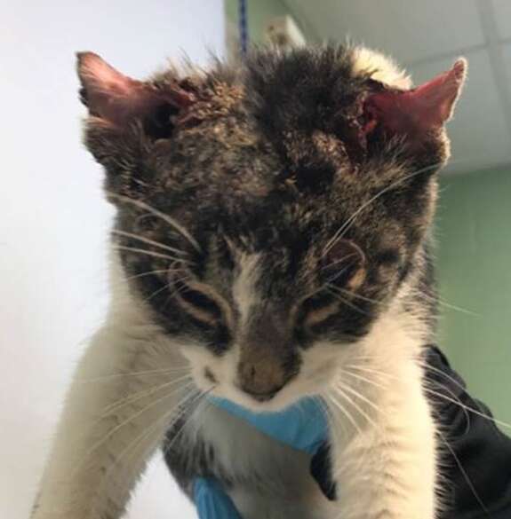 cat rescued from snowy streets