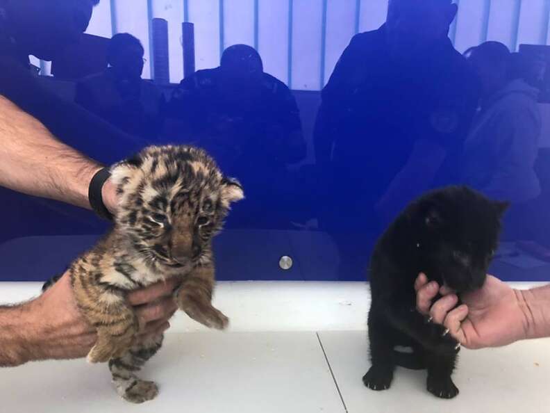 tiger jaguar cubs smuggled mexico