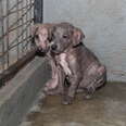 Hairless puppies cowering in cage