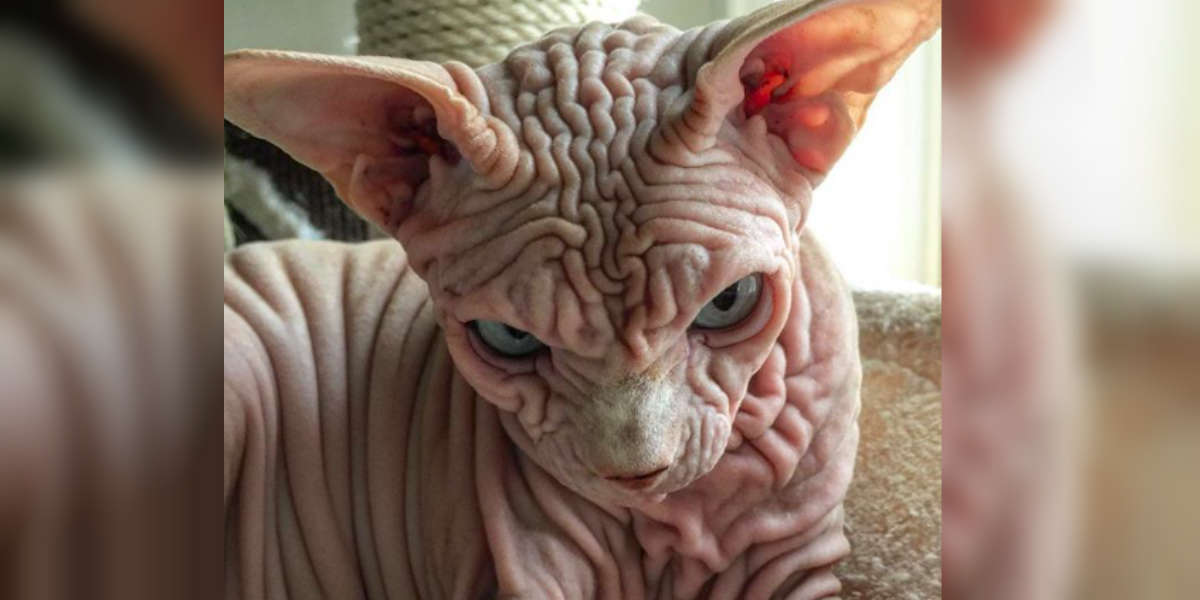 This Naked, Wrinkly Sphynx Cat Has The Internet Falling In Love - The Dodo