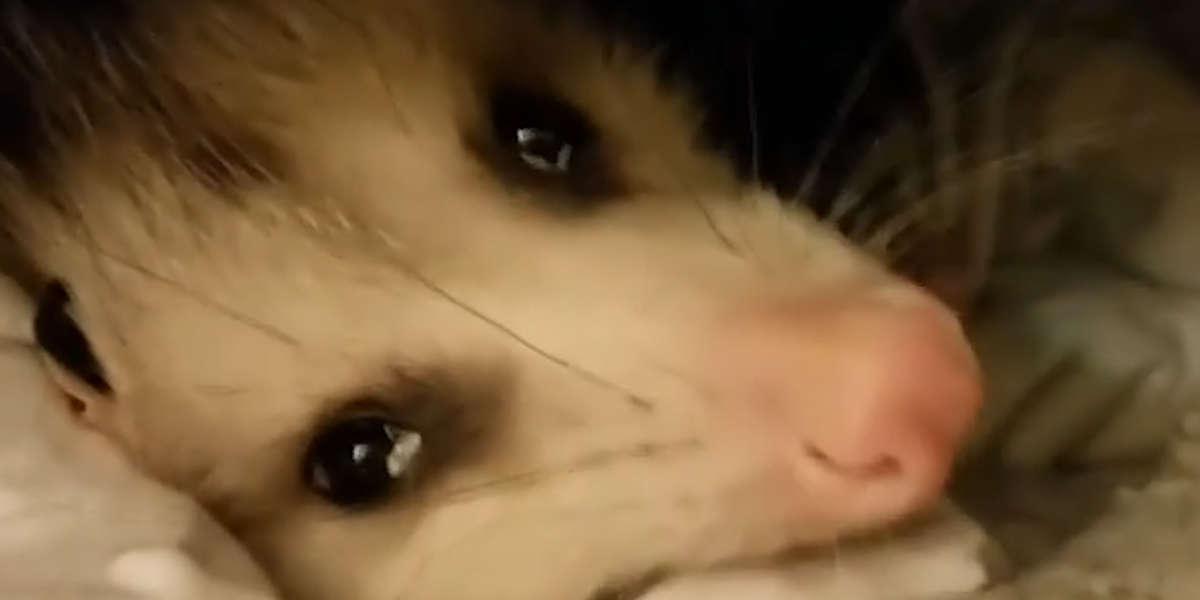 Rescued Possum Finds A Mom Who Does Everything For Him - Videos - The Dodo
