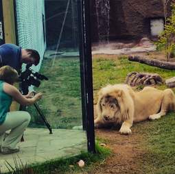 zoo lion north carolina