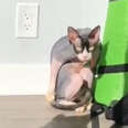 Hairless Cat Is The Ruler Of His Household