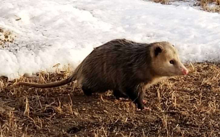 opossum minnesota