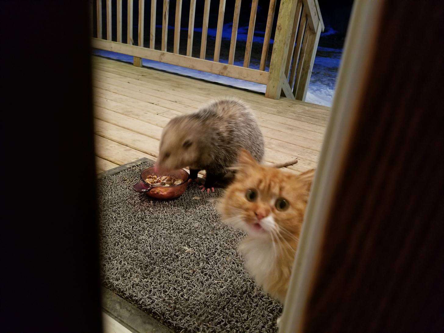 opossum stray cat minnesota