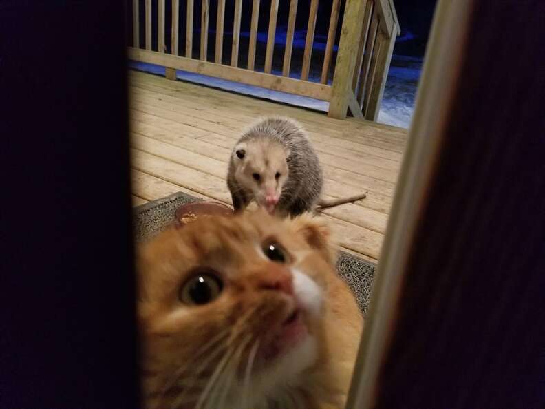 Stray Cat Shows Her Possum Friend Where The Food Is The Dodo