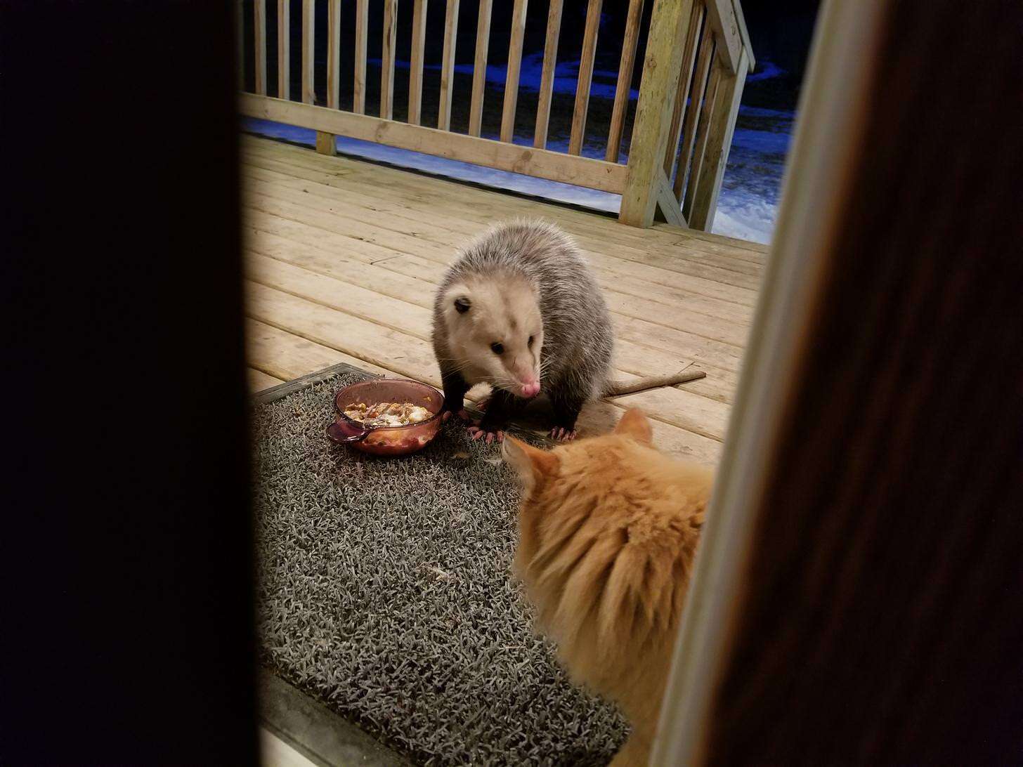 cat opossum friends minnesota