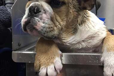 special needs bulldog works at vet practice 