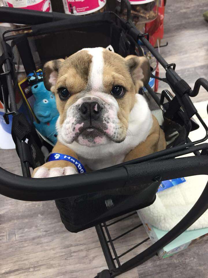 special needs bulldog works at vet practice
