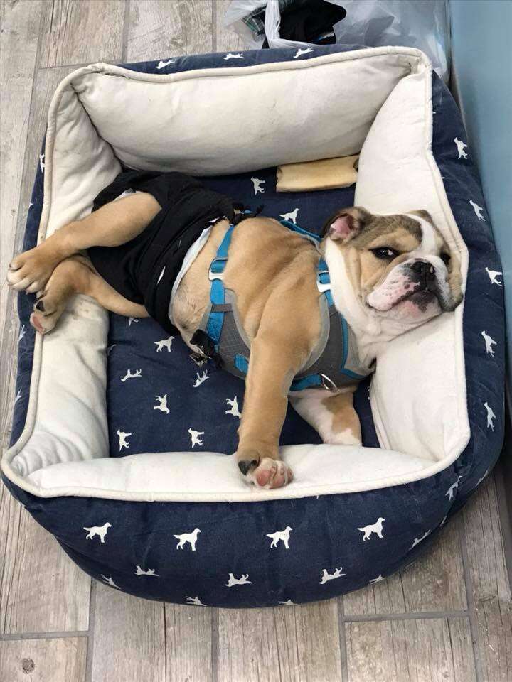 special needs bulldog works at vet practice