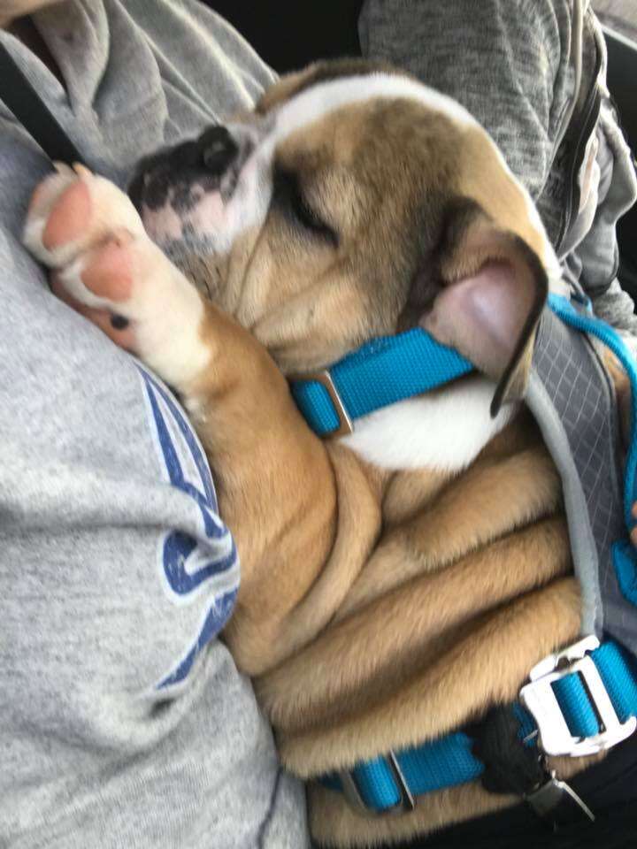 special needs bulldog works at vet practice