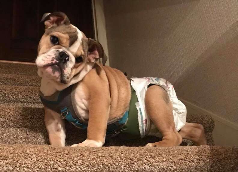 special needs bulldog works at vet practice
