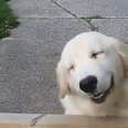 Dog Gives The Cutest Smile When His Dad Comes Home