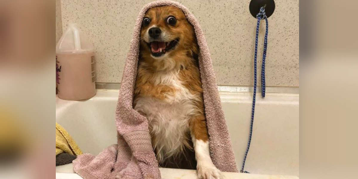 do dogs like getting baths