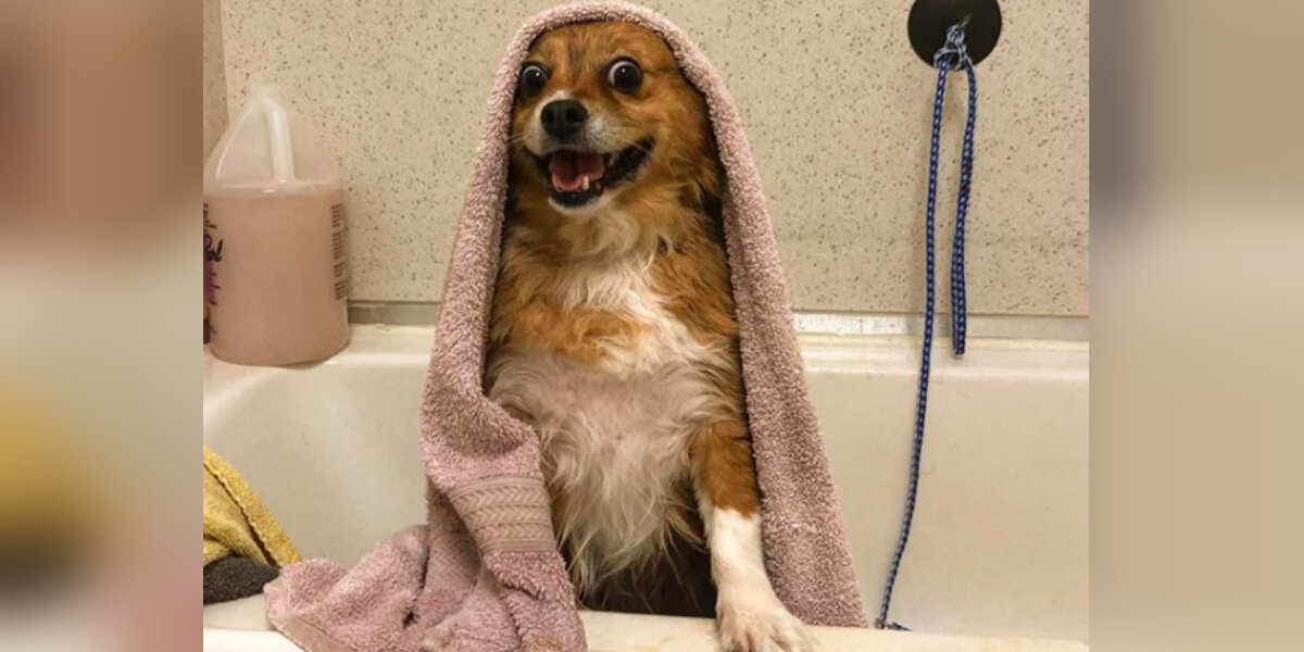 Do dogs like store baths