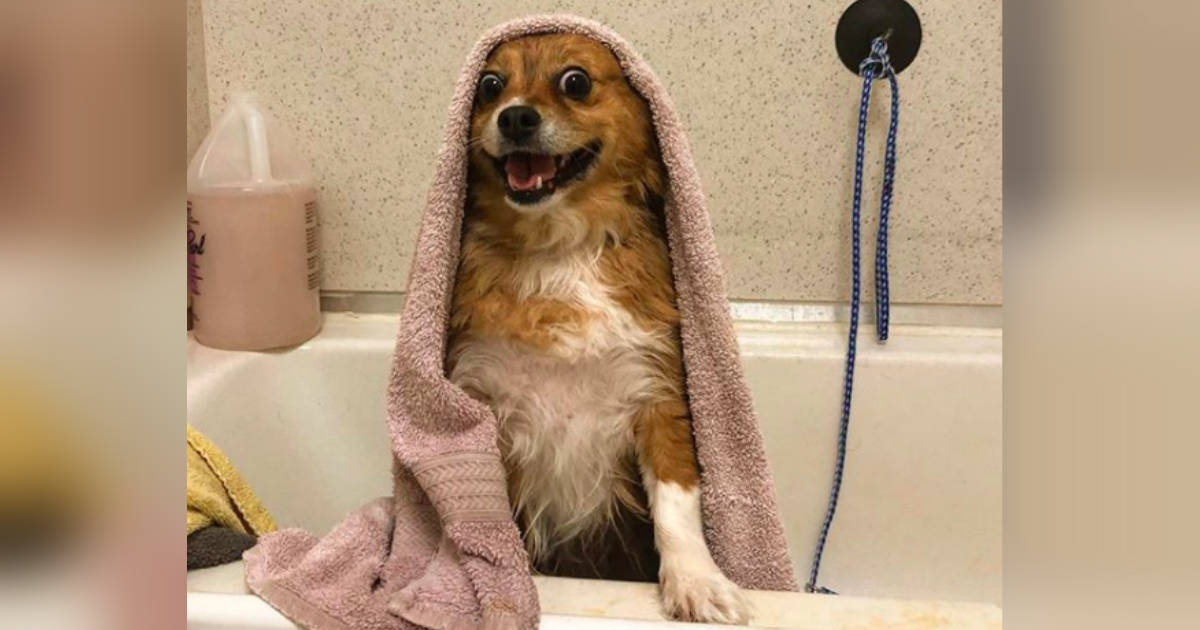 Why dogs dont like shower