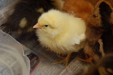 chick