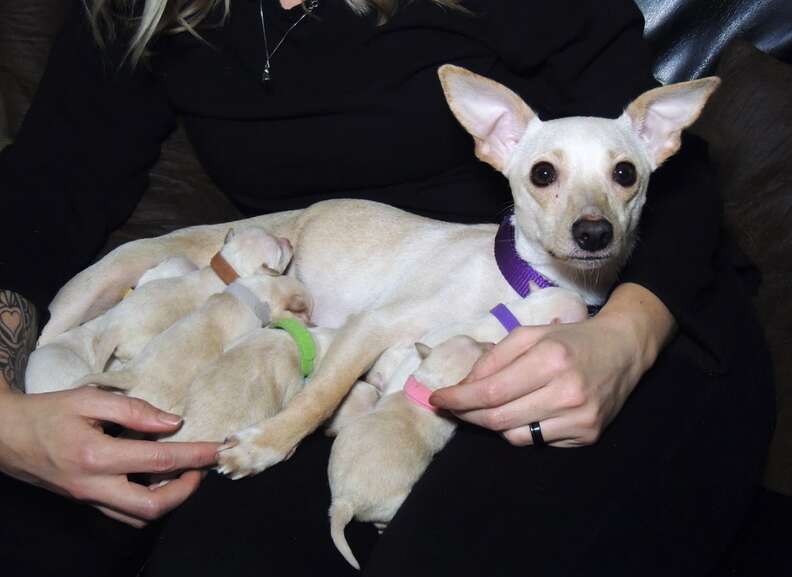 how many puppies can chihuahua give birth to