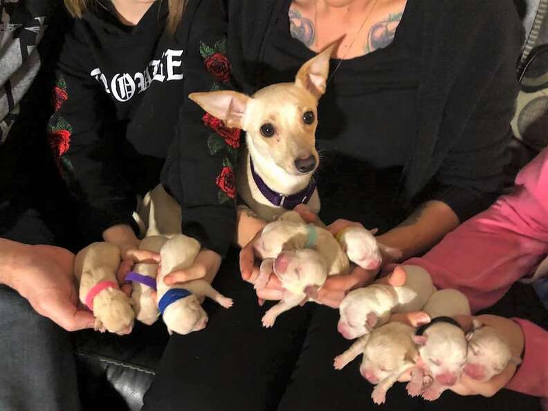 how many chihuahuas are in the world