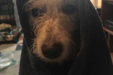 Darcy the terrier mix after a bath