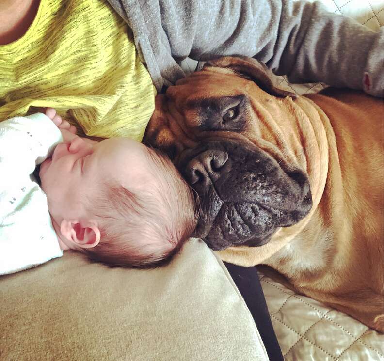 Newborn baby with bull mastiff