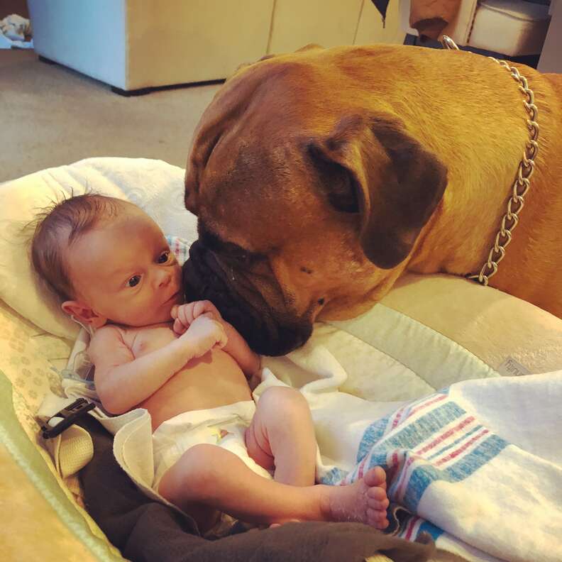 Bull mastiff watching over baby