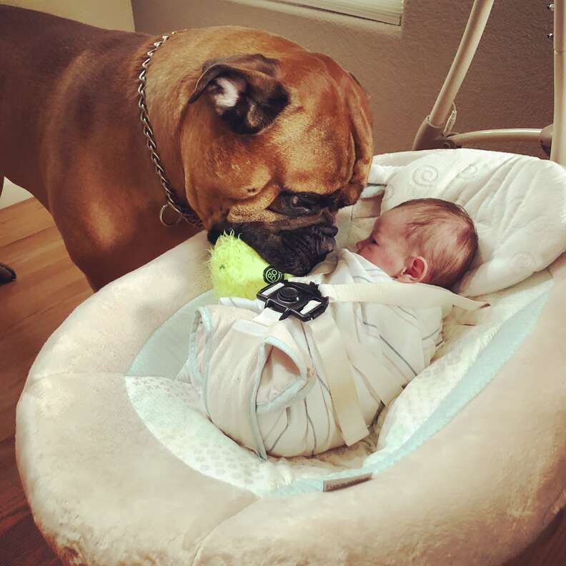 Bull mastiff brings favorite toy to crying baby