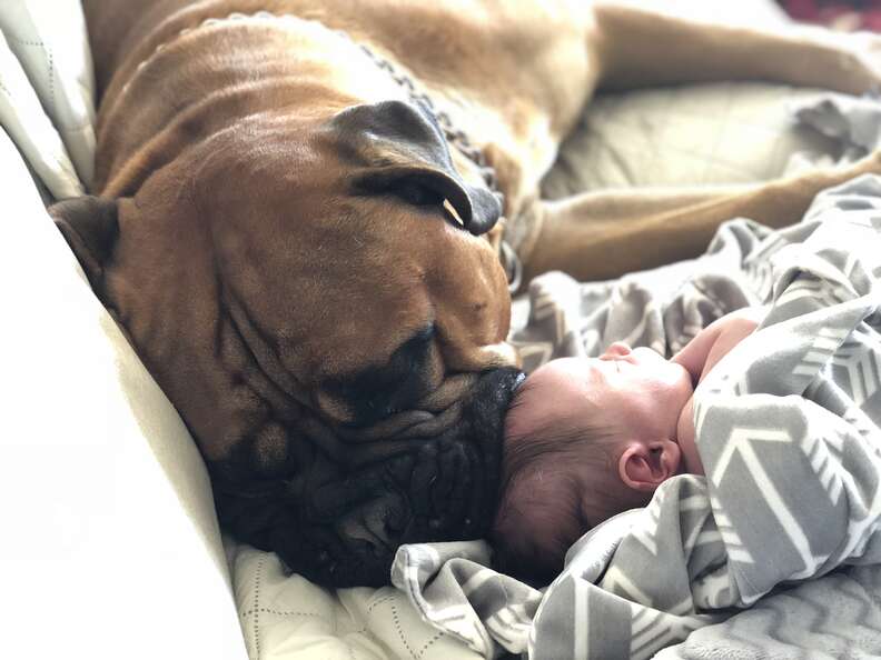 Bull mastiff snuggling with baby