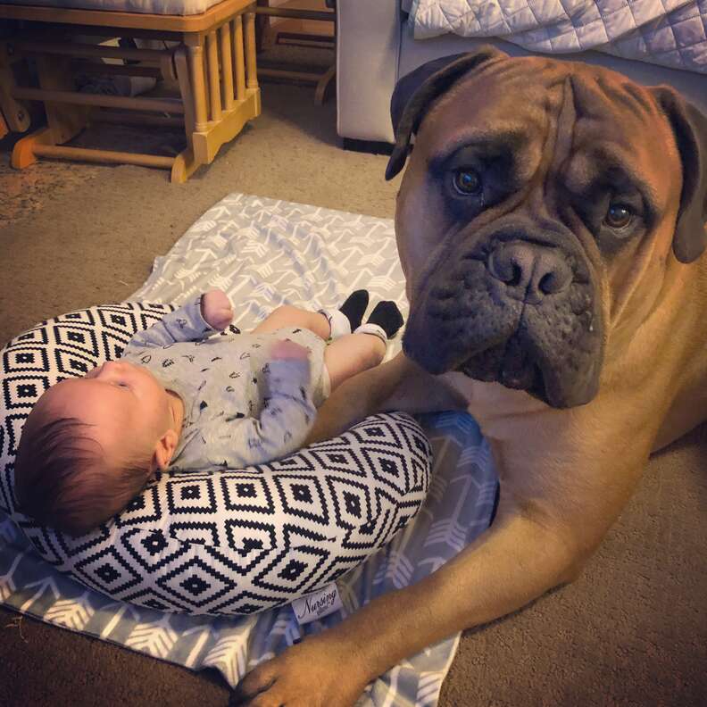 Bull mastiff watching over newborn baby