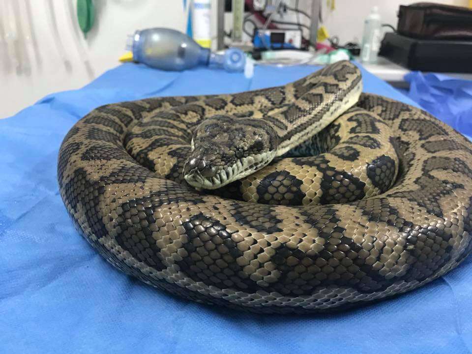 Snake coiled up on vet examination table