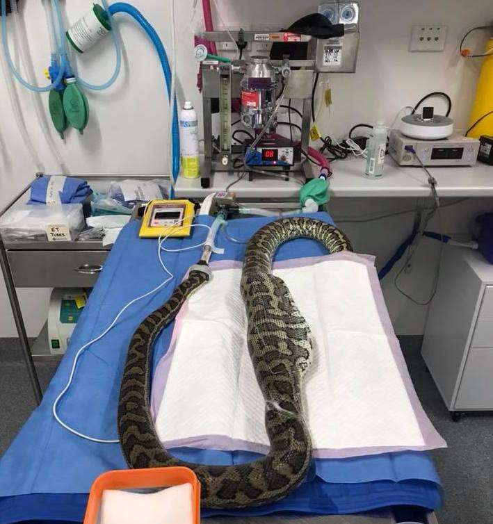 Snaker preparing for surgery