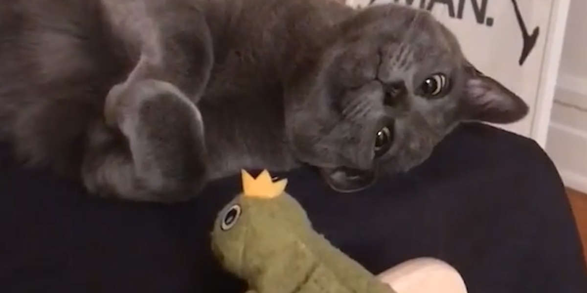 Cat Keeps Knocking Over His Frog Toy - Videos - The Dodo