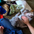 Rescued Wombat Does NOT Want His Mom To Do Chores