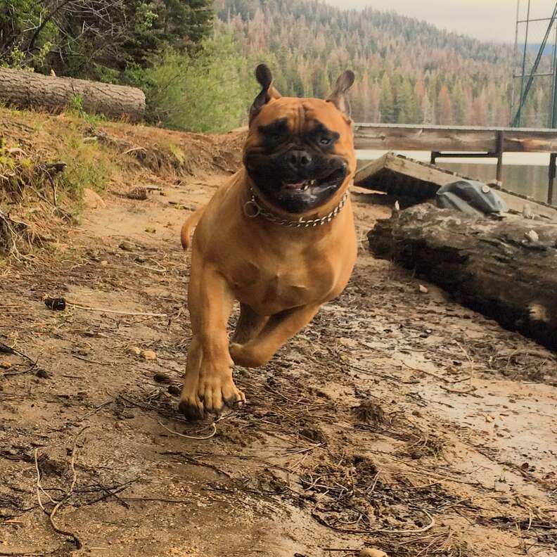 Mini bullmastiff store