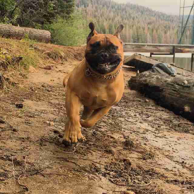 loyal bullmastiff brings toy to newborn baby whenever he cries the