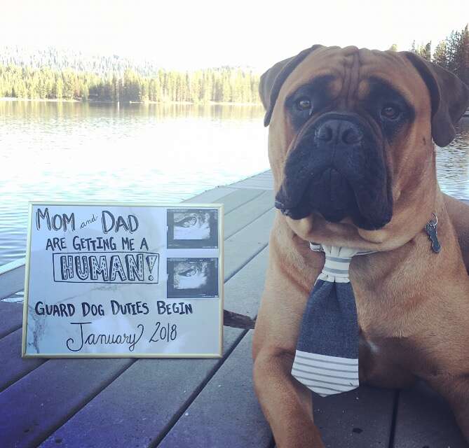 Bull mastiff announcing his humans are expecting a baby