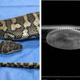 X-ray of snake who swallowed a shoe