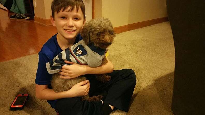 rescue poodle iowa adopted