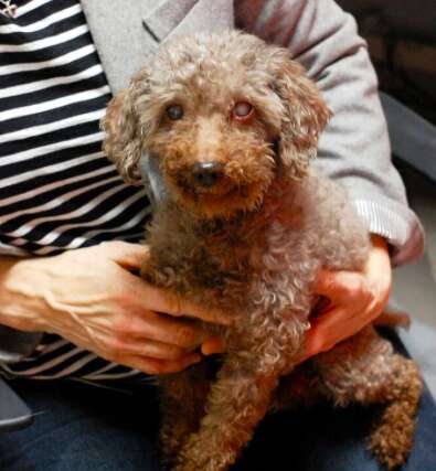 senior poodle rescue adopted