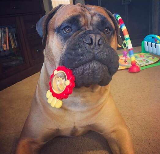 Bull mastiff playing with baby toys