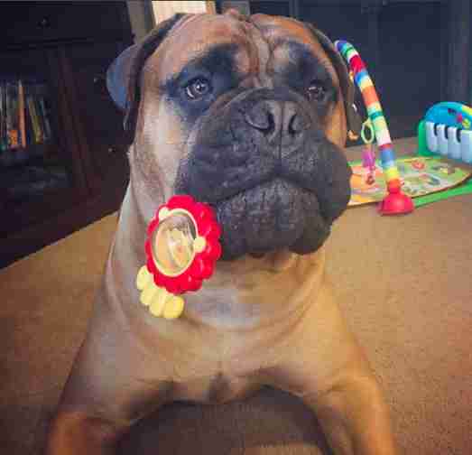 bullmastiff stuffed animal