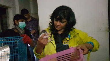 Woman loading kitten into carrier