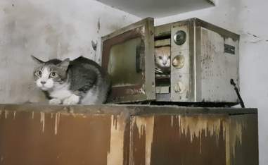 Cats hiding in microwave