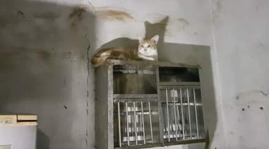 Cat sitting on top of shelf
